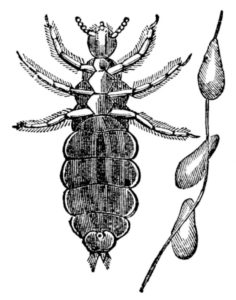 closeup of lice 